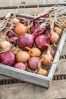 Wooden tray of red and white maincrop onions.