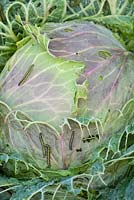 Drumhead Cabbage infested with Large White caterpillars - Pieris brassicae.