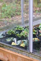 Aluminium and glass cold frame housing overwintering Auriculas.