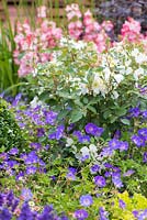 Rosa underplanted with Geranium 'Rozanne'. Garden: A Hampton Garden. 