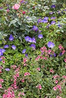 Border planting of Diascia, Geranium 'Rozanne' and Rosa 'Gertrude Jekyll'. Garden: A Hampton Garden. 