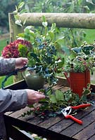 Christmas decorations from your garden - making wreath from picked branches of evergreens and flower heads