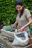 Practical step-by-step guide to planting a stone alpine trough with alpine plants. Once the plants and rocks are firmed into the soil, add a thin layer of grit to the surface. Not only does this act as a foil to the plants, but it also stops leaves from touching the soil, and rotting.