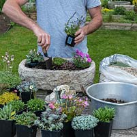 Practical step-by-step guide to planting a stone alpine trough with alpine plants. Once happy with the arrangement, plant by starting in one corner, and working toward the opposite one. Press each plant down firmly in turn, adding extra soil if necessary.