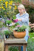 Planting late summer pot step by step. Arrange the plants in the container - tallest in the centre and smallest by the edge.