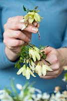 Fragrant winter posie step by step in January: First of all, the clematis flowers are placed so they will spill over the edge of the vase.