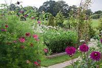 Cutting garden with Cosmos mix of 'Dazzler' and 'Rubenza', purple Dahlia 'Ambition', Buxus pyramid, Pennisetum villosum, Cerinthe major and rusty arch with Clematis.     