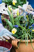Step by step planting a spring container for Easte. Plant the smallest plants, the violas, in the gaps at the edge of the container.