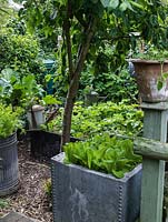 A small vegetable garden with raised beds and containers made from recycled materials. Crops includes, lettuce, strawberries, carrots and brussel sprouts.