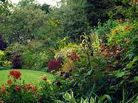 Lower garden hot border. View over Dahlia 'Jescot Julie' and 'Longwood Dainty', to bed of Tithonia rotundifolia 'Torch', Cuphea cyanea, Arundo donax 'Golden Chain', perilla, Imperata cylindrica Rubra, Persicaria virginina 'Painters Palette', Viburnum opulus and Acer griseum.