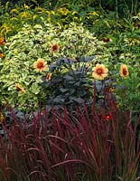 Lower garden hot border. Dahlia 'Sunshine', Persicaria virginina 'Painters Palette', Imperata cylindrica 'Rubra', solidago, Echinacea 'Sunrise'.