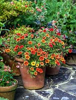 Pots of orange and red Surfinia petunia.