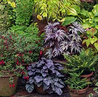 Pot collection of hosta, fern, Begonia 'Little Brother Montgomery', Heuchera 'Ebony and Ivory', Oxalis obtusa, Begonia evansiana, fuchsia,