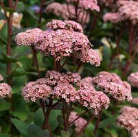 Sedum Matrona, orpine, a succulent perennial bearing stems of flat, pink, flowerheads for autumn, that dry to add texture to borders during winter. Loved by bees and butterflies.