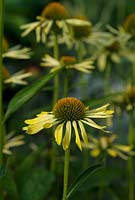 Echinacea Sunrise, coneflower, bears bristly cone shaped discs with splayed yellow petals.