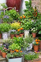 Collection of culinary herbs, grown in pots: mint, basil, golden curly oregano, thyme, curly parsley, rosemary, chives and Vietnamese coriander. Flowers: French marigolds and edible violas. Pots of chilli peppers.
