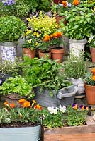 Collection of culinary herbs, grown in pots: mint, basil, golden curly oregano, thyme, curly parsley, rosemary, chives and Vietnamese coriander. Flowers: French marigolds and edible violas. Pots of chilli peppers.
