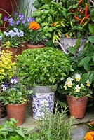 Collection of culinary herbs, grown in pots  on steps in small courtyard. Herbs: Greek basil in centre, with pots of French marigolds and edible violas and chilli peppers.