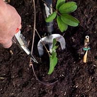 Simple layering. Once the shoot has rooted, cut stem closest to parent plant. Using trowel, lift layer and snip the original stem back to the new roots. If well-established, put new plant in permanent position: if not, plant in pot until maturer.
