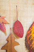 Pressed Autumnal leaves hanging from a lichen covered branch against a wooden door. 