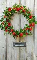 Ilex aquifolium - Common Holly wreath hanging on a wooden door.