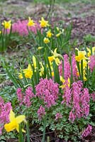 Corydalis solida 'Beth Evans' with Narcissus 'February Gold', May, Holter, Norway
