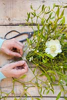 Creating a bouquet made of mistletoe, a hellebore flower and pinus. 