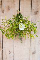 A bouquet made of mistletoe, a hellebore flower and pinus, hanging against a door. 