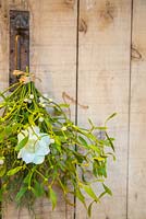 A bouquet made of Mistletoe, a Hellebore flower and Pinus, hanging against a door. 