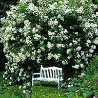 Rosa 'Bobbie James' - Metal arch smothered in white rambling rose