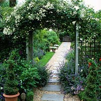 Wooden arch and trellis smothered in rambling Rosa 'Wedding Day' frames view of path edged in bamboo, topiary, nepeta and grasses.