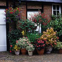 Collection of pots with standard fuchsia above pelargonium. In hanging basket, petunia, bidens and geranium.