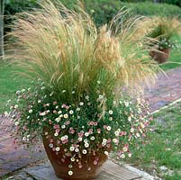 Terracotta pot filled with Stipa tenuissima Pony Tails and erigeron.