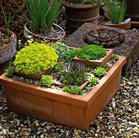 Detail in a pot arrangement of a shallow, rectangular pot filled with succulents and alpines.