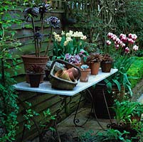 Old marble table holds basket of terracotta pots, Aeonium, potted succulents and parrot tulips. Beyond, in pot, Tulipa 'Zurel'.