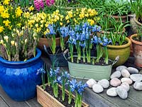 Assorted terracotta pots, wooden wine boxes and enamel containers of winter flowering bulbs - Crocus chrysanthus Romance, Narcissus 'February Gold' and Iris reticulata 'Alida'.