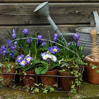 Old wire basket of terracotta pots is planted with Primula Blue Denim, Anemone blanda 'Blue Star', Crocus 'Blue Bird', trailing ivy and violas. In watering can, seedheads of lily, agapanthus. On ground, seedheads of poppy, coneflower and iris.
