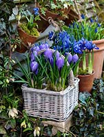 Iris reticulata 'Harmony' in terracotta pots. Behind, grape hyacinths. Trailing ivy and Clematis cirrhosa var. balearica climbing over stone shelf. Behind, slatted fence with hanging pots. Basket of Crocus 'Blue Bird'.