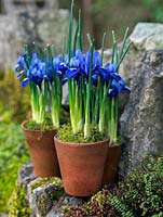 Iris reticulata 'Harmony' in terracotta pots. Standing on old dry stone wall.