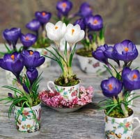 A blue and white spring display with crocus planted in a vintage coffee set.