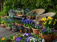 An abundant spring container garden with Narcissus, Hyacinthus, Viola, Muscari, Primula and Tulips.