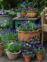 Pots of blue violas, Muscari armeniacum, primula and scillas.