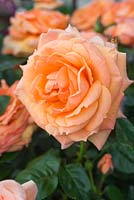 Rosa 'Lady Marmalade'. Floribunda Rose