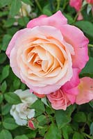 Rosa 'Lovely Lady'