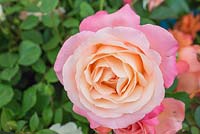 Rosa 'Lovely Lady'