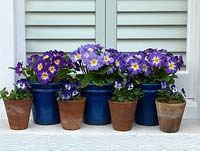 A spring windowsill display of primulas in glazed blue and terracotta pots.
