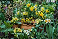 A spring display with Narcissus 'Jetfire' and 'Topolino', Primula vulgaris and Eranthis hyemalis in terracotta containers.