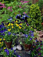 A spring container display of bedding Viola 'Yellow Duet', 'Denim Jump Up' and 'Sorbet'.