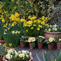Spring container display with Narcissus 'Sweetness' in wooden planter, Narcissus 'Jack Snipe', Narcissus 'Jetfire', Narcissus Rijnveld's 'Early Sensation'. Yellow and white primulas and violas.