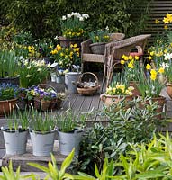 Wooden raised deck with spring containers of violas, primulas and daffodils in various pots